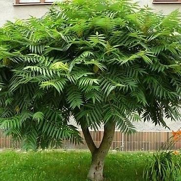 Other garden flower saplings & seedlings: Пионы клубнями. Пионы травянистые. Пионы древовидные. Пионы — 26