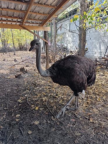 мал доктор: Африканский страус (Struthio camelus) Находится в Токмоке срочно — 3