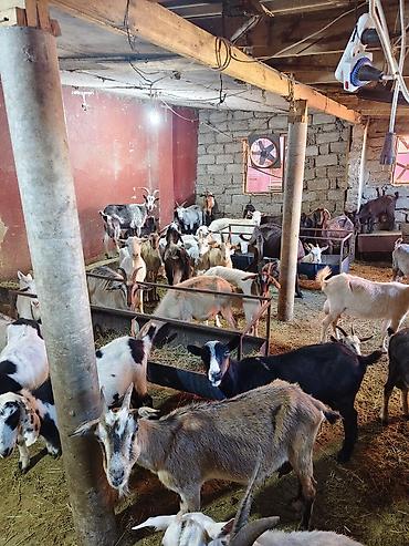 keci heyvan: Heyvandarlıq üçün keçilər sürüsü - Növlər: müxtəlif rəng və cinsli — 9