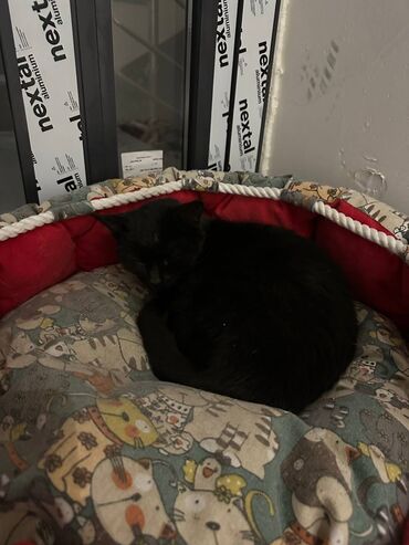 бин бэг наполнитель: Одам даром котенок кошка