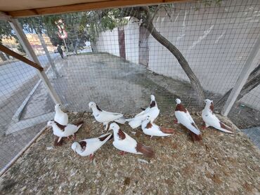 Göyərçinlər: Məhsul: Bəzək və uçuş üçün göyərçinlər Təsvir: - Növ — 3