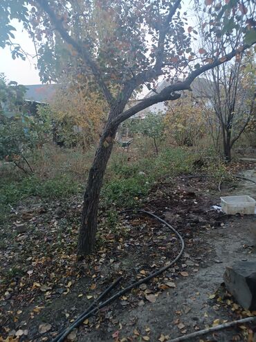 Divan və kreslo dəstləri: Yeni, Divan, 2 kreslo -da lalafo.az — 31 Divan və kreslo dəstləri: Yeni, Divan, 2 kreslo — 31