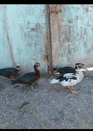 Muscovy ördəkləri (indo-ördəklər) – 3 baş - Rənglər: ağ-qara ala və