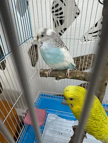 Үй жаныбарлары үчүн товарлар: Клетка для волнистых попугаев с комплектом аксессуаров. Особенности и — 3