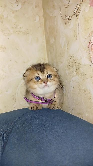 Pişiklər: Britan — 7