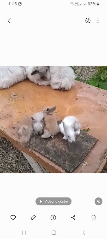 Dovşanlar: Angora tipli tüklü dovşanlar bala 8 manat - Növ: Uzun tüklü (Angora — 8