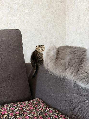 Мышыктар сатылат: Шотландский котёнок с вислоухими ушками (Scottish Fold). Окрас — табби — 3