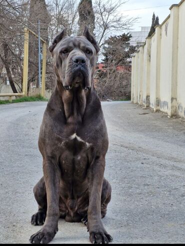 balaca itlərin satışı: Kane-Korso, 1 ay, Erkek