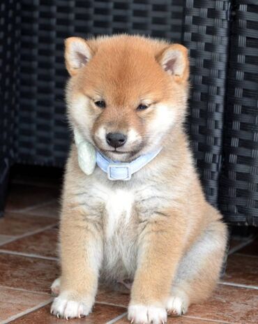 Psi: Odgajivačnica *Kami's little fellows* predstavlja vrhunsko čistokrvno — 2