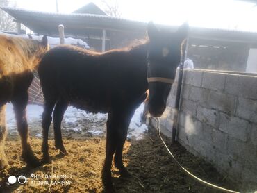 Лошади, кони: Продаю | Жеребенок | Рабочий — 13