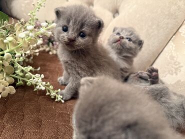 Pişiklər: Britan yastı qulaq, Dişi, Erkək, Yaxşı əllərə, Ödənişli çatdırılma, Ünvandan götürmə — 14