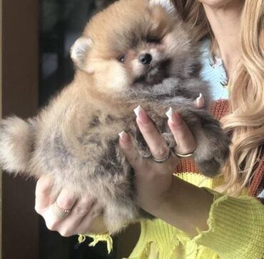 Psi: Pomeranski špic,Pomeranac,Pomeranian,Boo štenci Ako ste odgovorna — 6