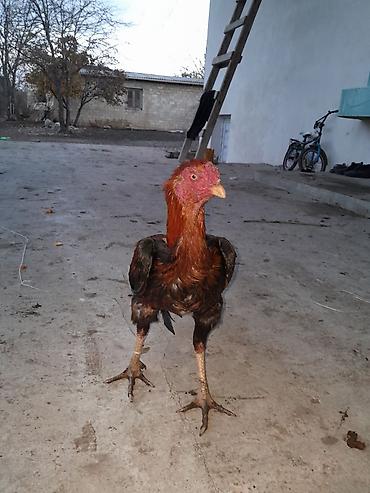 brahma gold: Satilir ünvan Gəncə Əlaqə nömrəsi — 8