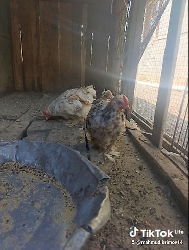 quslar haqqinda melumat: Koxin beçələr 5 aylıqdılar qiymət birinə aiddi sağlamdılar — 4