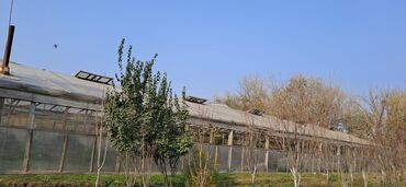 İstixanalar və parniklər: Sənaye tipli istixana kompleksi Taxda 6 metrelik 5.10 /90 ədəd 5.15 — 3