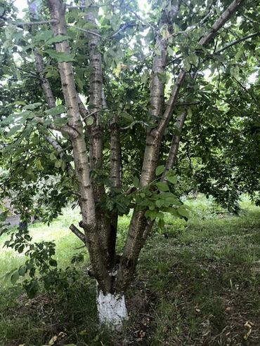 Torpaq sahələrinin satışı: Kənd təsərrüfatı, Kupça (Çıxarış) — 19