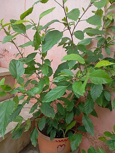 yasil: Kitayiski Roza Qapalı və ya açıq məkan üçün dekorativ hibiskus (Çin — 3