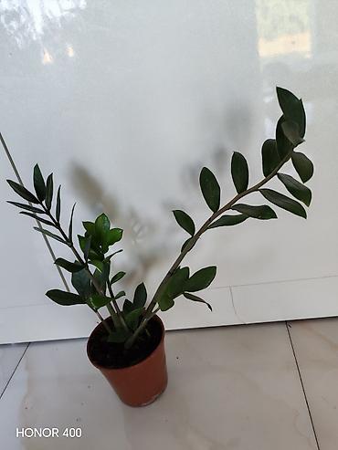 otaq arakesmeleri: Zamioculcas zamiifolia (ZZ bitkisi) – qapalı məkanlar üçün dekorativ — 1
