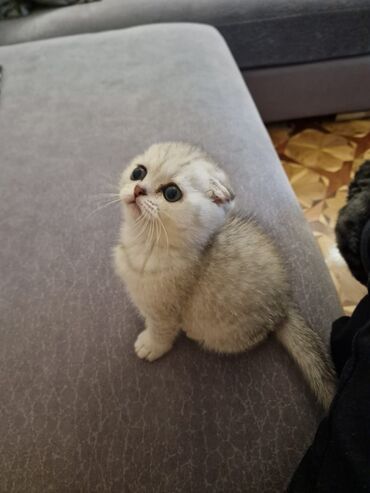 Pişiklər: Cins Paroda pişikləri. Şotland, Britan, Pers. Rəngləri də cür bə cür — 14