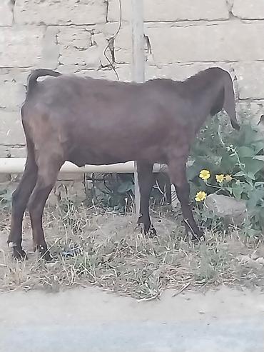 qurbanliq qoyun: Saf qan təmiz hələb təkəsi, onnan dönmə çəpişlər, Ana-bala qoyunlar. 2 — 1