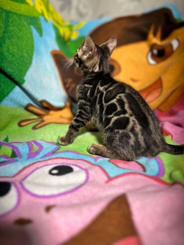 Продажа кошек: Бенгальская, 2 месяца, Девочка, Шоколадный, Приучена к лотку, Проглистована, С документами — 4