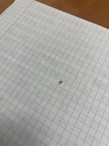 животные домашние: Продаю произведение искусство — 1