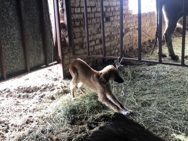 сколько стоит собака доберман: 7 месяцев, Самка, С родословной