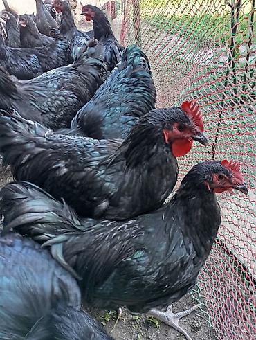 Куры, петухи: Продаю | Куры | Для разведения at lalafo.kg — 13 Куры, петухи: Продаю | Куры | Для разведения — 13