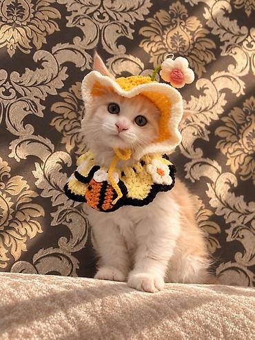 Мышыктар сатылат: 🐱 Продаётся котёнок мейн-кун, 3 месяца Ищем любящих и ответственных — 4