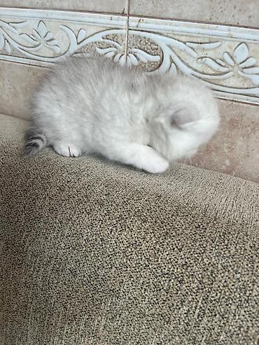 Pişiklər: Yaxşı əllərə — 18