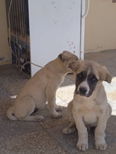 kangal itləri: Alabay, 2 ay, Erkek, Peyvəndli, Ünvandan götürmə