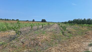 Torpaq sahələrinin satışı: 508 sot, Kənd təsərrüfatı, Kupça (Çıxarış) — 7