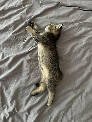 Животные: 3 месяца, Мальчик, Метис, Приучена к лотку, Проглистована — 5