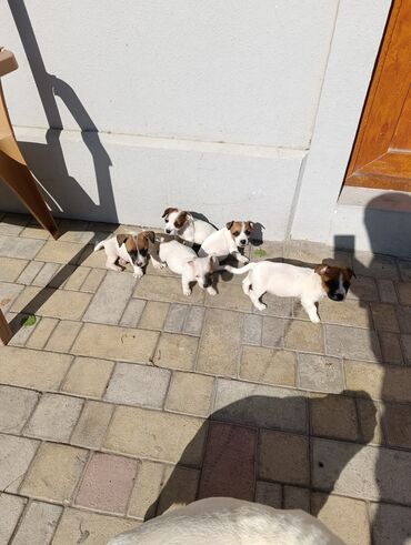 coban iti satiram: Cek rassel teryer, 2 ay, Erkek, Peyvəndli
