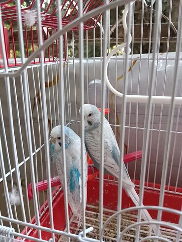 gence toyuq cuce: Quşlar qəfəs qarışıq