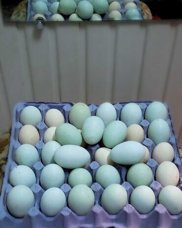 купить перепелиные яйца инкубационные: Инкубационное голубое яйцо амераукана
