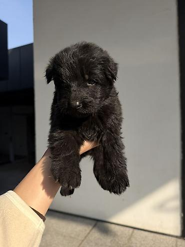 тайган собаки: 🐕 ПРОДАЮТСЯ ЧИСТОКРОВНЫЕ НЕМЕЦКИЕ ОВЧАРКИ! 🐕 Предлагаем к продаже — 6