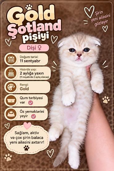 Pişiklər: Britan, Dişi — 7