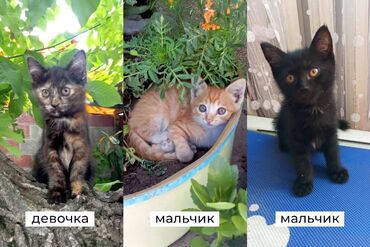 немецкая овчарка шенок: 2 месяца, Мальчик, Метис, Приучена к лотку, Проглистована