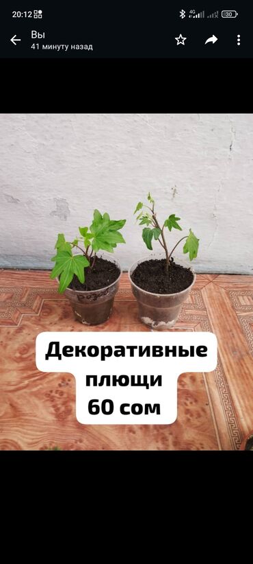 Продаю или меняю комнатные растения г. Кант плющи сингониум каланхоэ
