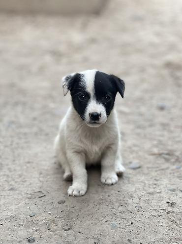 собаки карабалта: Кучукторго уй керек🐶🐼
Бишкек Новопавловка — 1