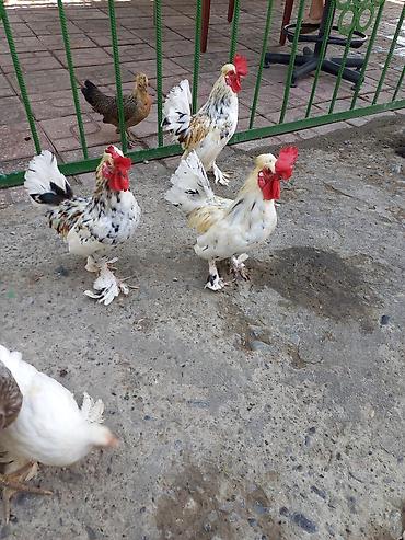 xoruzu: Satsı: dekorativ Yaponka xırda cins toyuqlar (bantam tipli) — 2