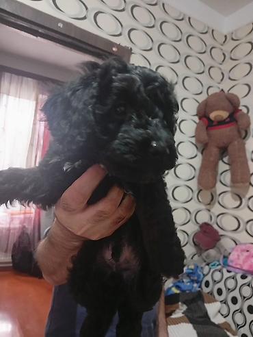 heyvan evleri: Pudel, 2 ay, Erkək — 3