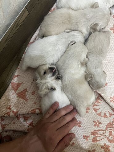 İtlər: Pekines, 1 ay, Dişi, Ünvandan götürmə