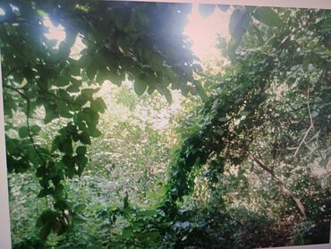 Torpaq sahələrinin satışı: 21 sot, Tikinti, Mülkiyyətçi, Kupça (Çıxarış) — 12