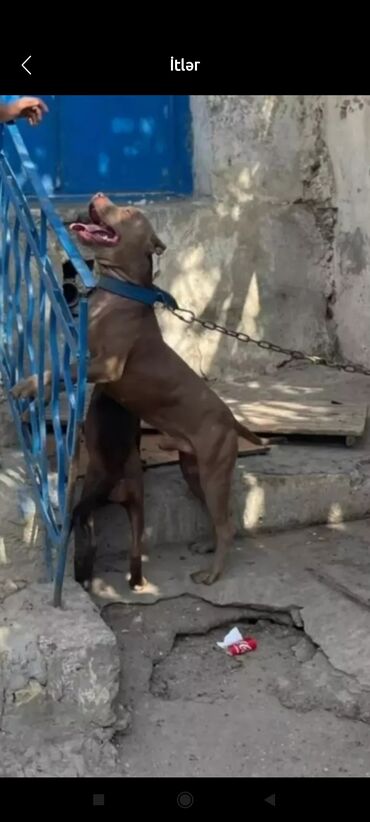 barter itlə: Pitbul, 1 il, Erkek, Sənədli