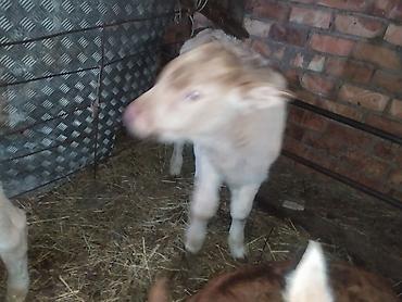 Коровы, быки: Продаю | Музоо, торпок | На откорм | Искусственник — 2