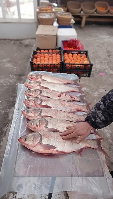 ысык куле: Продаю толстолобик живой вес от 1,5 до 2,5кг — 1
