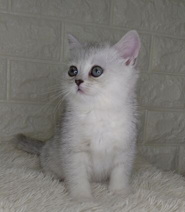 шотландский вислоухий кот купить: Шотландская девочка,полтора месяца . Приучена ко всему кошачьему