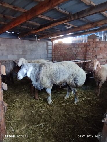 Бараны, овцы: Продаю | Баран (самец) | Для разведения | Племенные — 7